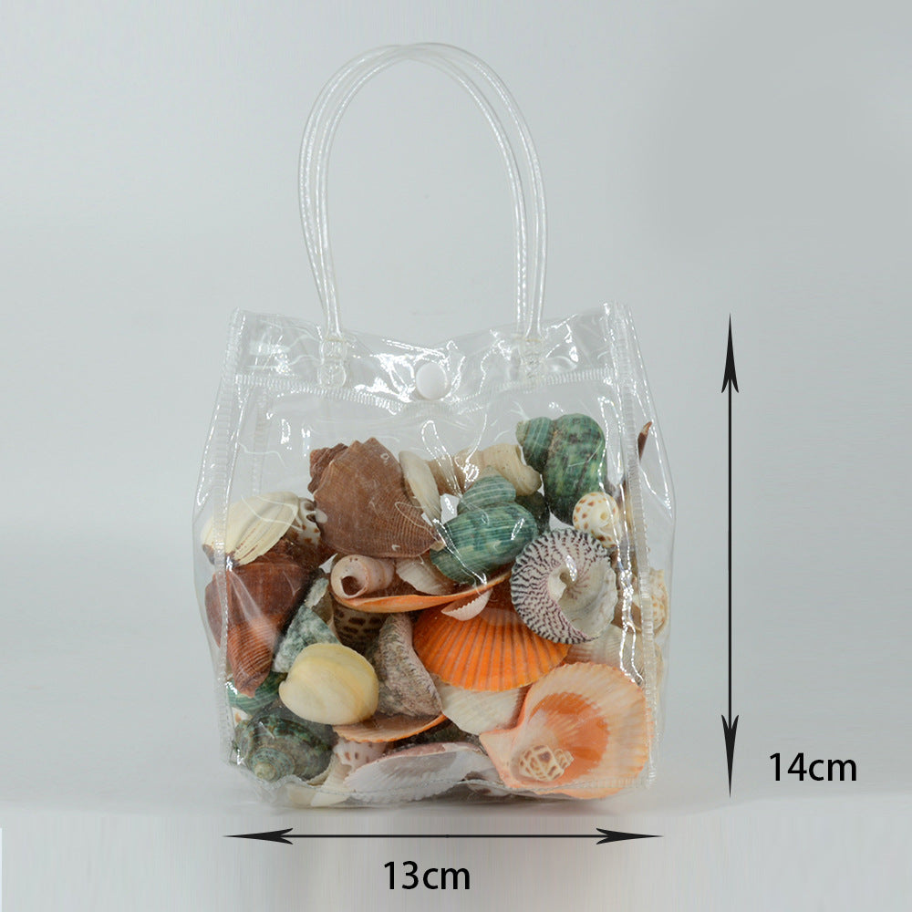 "Seashell Collection for Kids"